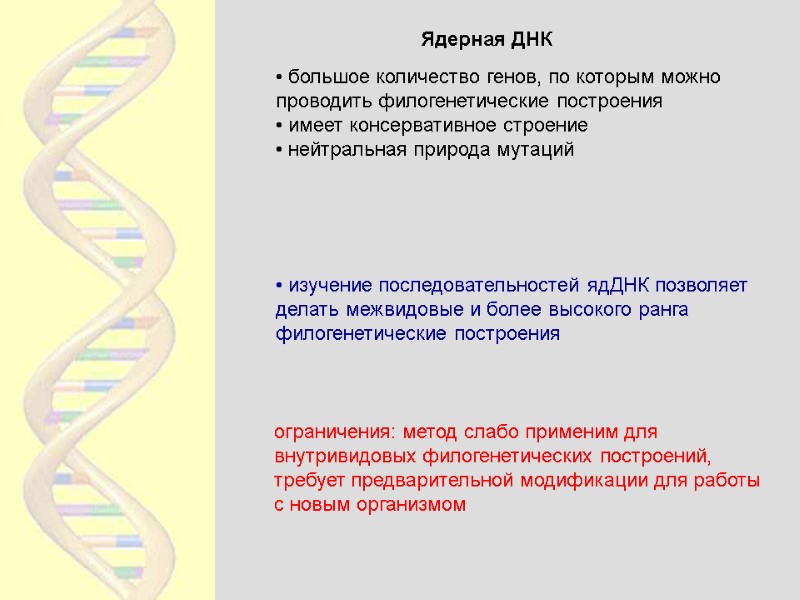 Ядерная ДНК  большое количество генов, по которым можно проводить филогенетические построения  имеет